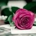 Hoda (@hoda171580382) Twitter profile photo Hoda (@hoda171580382) Twitter profile photo