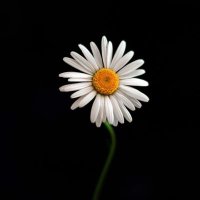 glnr3454 🇹🇷🇹🇷🇹🇷 (@glnr3454) 's Twitter Profile