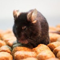 Neurophysiology AR π¦π· (@neurophysiolab) 's Twitter Profile