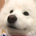 PoliticalDog (@politicalldog) Twitter profile photo PoliticalDog (@politicalldog) Twitter profile photo