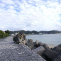 アラヂン (@alagine) 's Twitter Profile