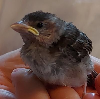 I Rescue, Rear & Rehabilitate Wild Birds in Devon. 
I'm self funded so any donations would be very much appreciated, https://t.co/fjwgePwc21 
Thank you