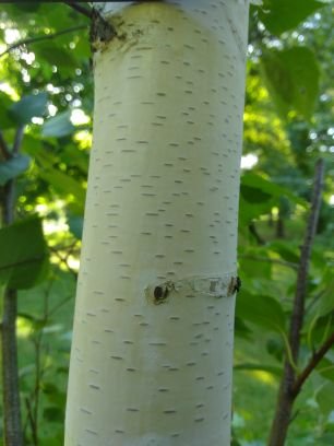 madtree6's profile picture. Árboles de Madrid en #OSM