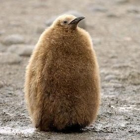 ainsolid's profile picture. お隣の天使さまスコ