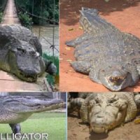 alegatorman (@hoeschtyler) 's Twitter Profile