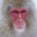 Pale_Primate Profile picture