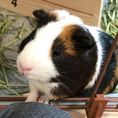 yuikokko_grb's profile picture. グラブル（ソシャゲ）用に作ったアカですが引退済。今は我が家のモルモットやダイヤモンドアートについて時々( ´ω` )