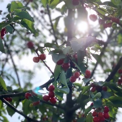 NemriHanan's profile picture. 