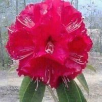 Prajaya Kalpit (@kalpitprajaya) 's Twitter Profile