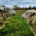 Sheep Ahoy Rescue (@olisgang) Twitter profile photo Sheep Ahoy Rescue (@olisgang) Twitter profile photo
