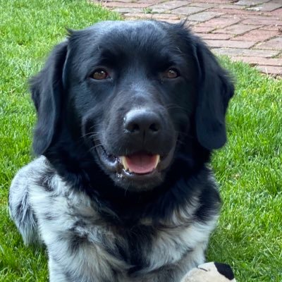 I am a Stabyhoun, which is a rare Dutch dog breed. I was born in April 2019, in London. I love to swim and go for long walks.