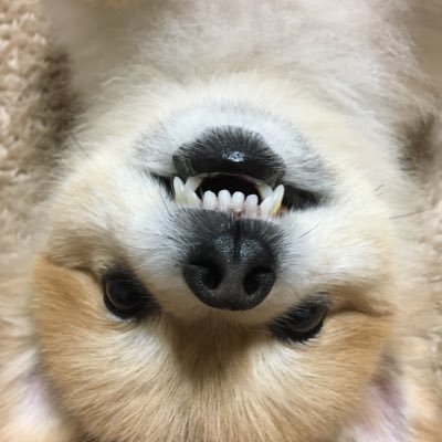 pL4681HS6DDBXYy's profile picture. フーデリ専業Uber、ウォルト、出前館、メニューで生きていきます。