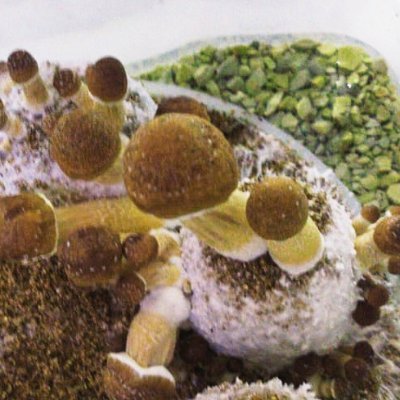 Faço estudos de tecnicas relacionado com cultivação de cogumelo psilocybe cubensis