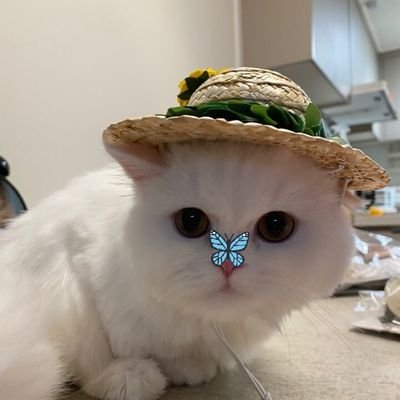 #JUNHEE : byeongkwan small baby 🦋
tweet ''@crinklywalnut butterfly a.c.e'' for smth to brighten up ur day!