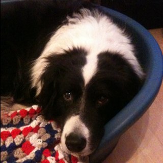 I'm Susie, I'm about 10 and I have 4 yoomins, but I don't 'get' them. I don't follow cats, I chase them!