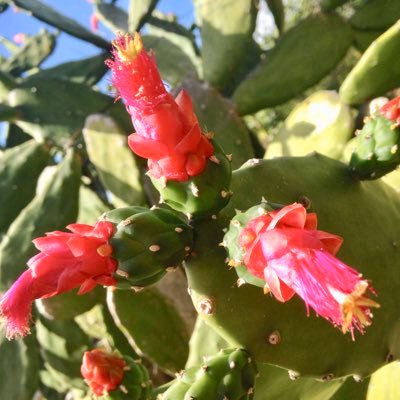 reddogsunshine's profile picture. 