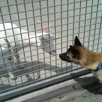 長野県生まれ、埼玉在住です。
最近は歴史に興味あります。
犬も猫も大好きです。
食いしん坊です。
前向きに生きる人とつながりたいと思ってます。