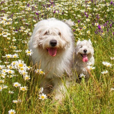 I am an Old English Sheepdog called Boots. I'm extremely clean! I live with Buster the Westie. Instagram & Facebook : OldEnglishBoots