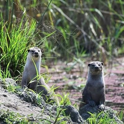 Otters Of Himalayas
