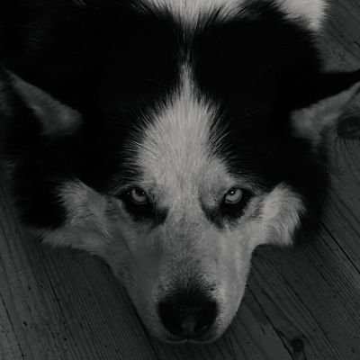 MichObserwator's profile picture. Człowiek rozumny,

Nie lubię kłamstw, kościoła i szpinaku

Aha... I gliną jestem