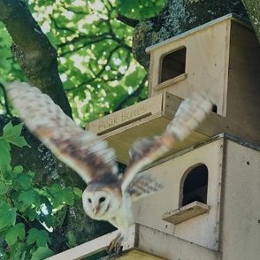 Bird boxes built with thought, care and craft. Solid and sustainably made specialist boxes for specific birds, by a craftsman in the heart of the Peak District.