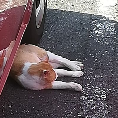 みーもさんのプロフィール画像