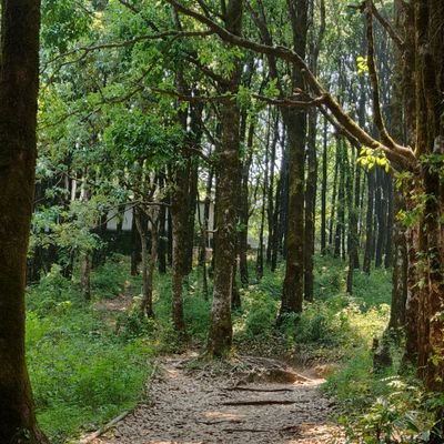 TheCodespeech's profile picture. 