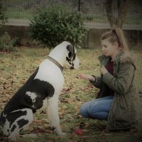 Adventure-Dog (@adventuredogos) 's Twitter Profile