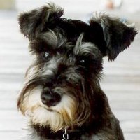 Maddie's Fund (@maddiesfund) 's Twitter Profile Photo Maddie's Fund (@maddiesfund) 's Twitter Profile Photo