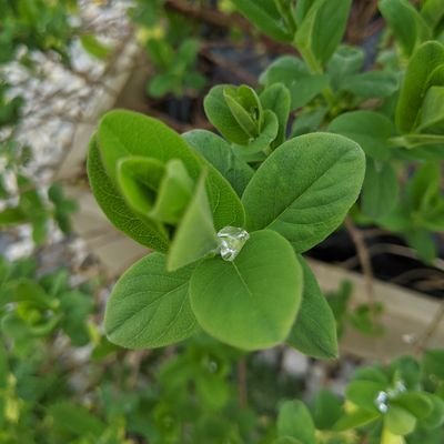 GaiaPurls's profile picture. 