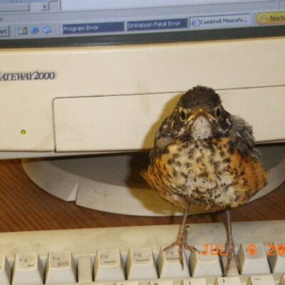 Associate Prof in Computer Science @UniofNottingham. Member @TheOfficialMRL & @HorizonDER. Cat botherer. Beak. Views my own. @martinflintham.bsky.social
