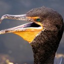 Ian Koenig - @iankoe86 - Twitter