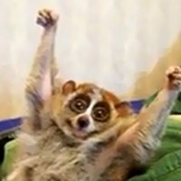 Anne Collin (@anne_collin) 's Twitter Profile Photo