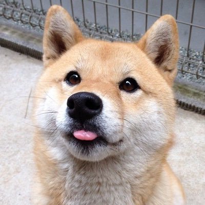 Happydoggo2020's profile picture. i hate that I use twitter