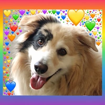 🐾♀️ I'm Daphne (Great Pyrenees/Aussie mix). I now share my account with my little sister, Svari (Min. Aussie).