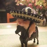 Dead Light (@afdeadlight1) 's Twitter Profile