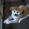 san_biki_ko_boo's profile picture. 秋田犬を飼う日常を投稿します。