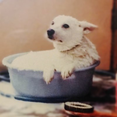 白い犬さんのプロフィール画像