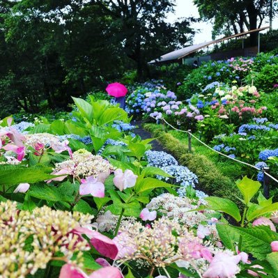 宮崎県西諸県郡高原町(たかはるちょう)と読みます😭高原町ってだけでも覚えて下さい🤩天孫降臨の地、高原町は初代神武天皇ご生誕の地とも言われており様々な神話や伝説が残されている所です！坂本龍馬がおりょうと初めて新婚旅行に訪れた天の逆鉾は高原町、天の逆鉾を引っこ抜いたとされています😂フォローよろしくお願いします❗