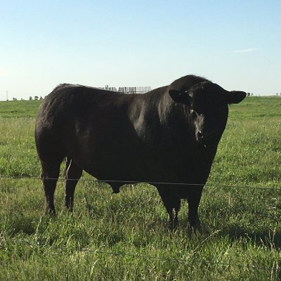 Rancher / Angus Breeder in SW MB trying to produce the optimum cow in the most efficient manner