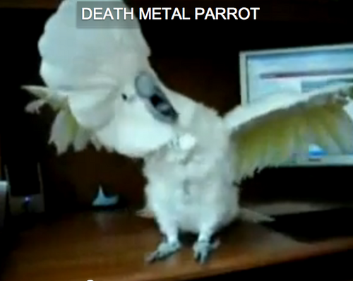 The most awesome headbanging animals collected in one blog!