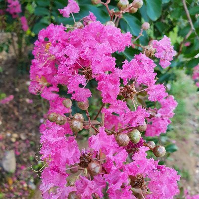 Hasis91370287's profile picture. 