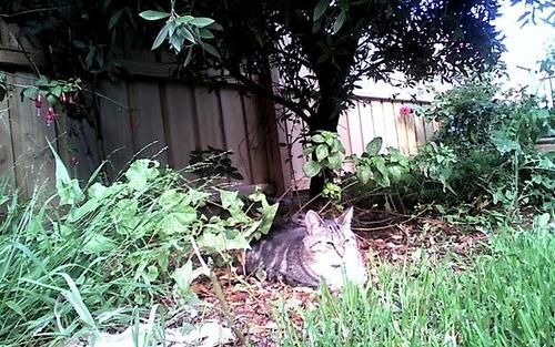 twilightno1fan's profile picture. i ♥ maximum ride!!