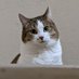 Scout 🌞😻🇨🇦🏳️🌈🇩🇪😻🌞 (@scout0416) Twitter profile photo Scout 🌞😻🇨🇦🏳️🌈🇩🇪😻🌞 (@scout0416) Twitter profile photo