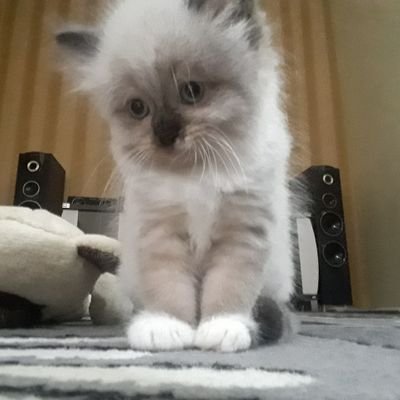 DianNov21601147's profile picture. Allah know best