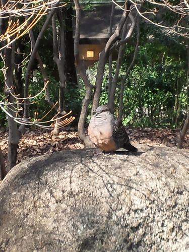 死ぬ前に食べたいのは、麺屋一燈の汁無し鶏白湯そば（中盛）と、らーめん稲垣の塩煮干らーめん(中盛)に半ライス、そして牛～脂～そば🐮にあれとライスです。2019年TOP3は…。ラーメンの評価は、私個人的な意見です。