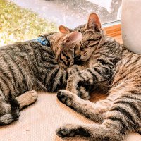 Chip and Ty (@chip_n_ty) 's Twitter Profile