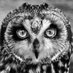 Daily Owls (@daiiy__owls) Twitter profile photo Daily Owls (@daiiy__owls) Twitter profile photo