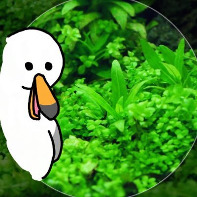アクアリウム.自然.Disney🌱好きなものを撮影/水草と魚の趣味17年以上/SONY α7Ⅳ📷/良いなと思ったらフォローしてもらえると嬉しいです🌿✨