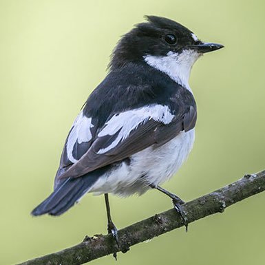 Birder.  Spurs as a sideline. And vice versa.